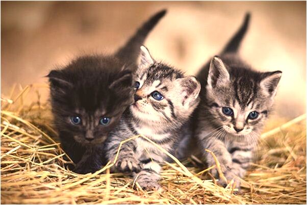 夢到了蝙蝠跑褲腿有什麼意思嗎_周公解夢官網