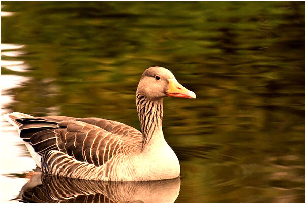 夢到了收稻穀是什麼兆頭_周公解夢官網