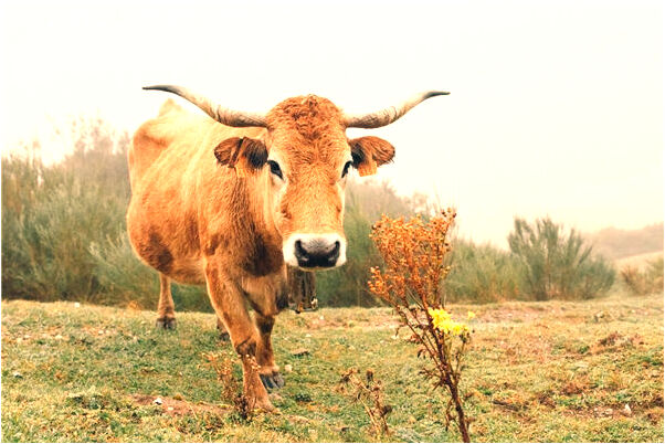 夢見去世奶奶不讓我動她東西是吉兆嗎?_周公解夢官網