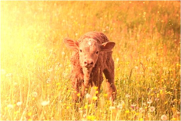 夢見廁所大糞有什麼說法_周公解夢官網
