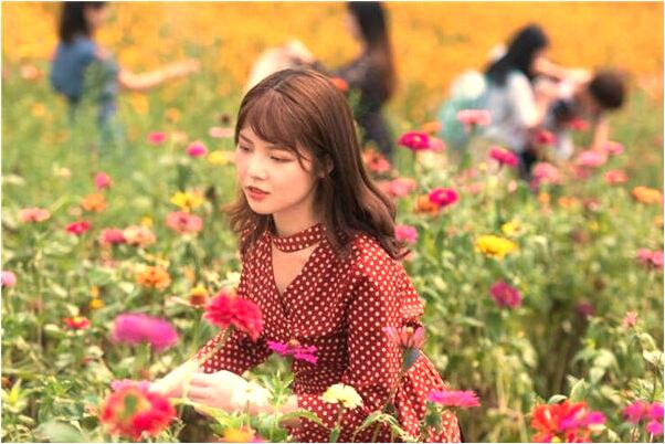 夢到了母豬生仔怎么說_周公解夢官網