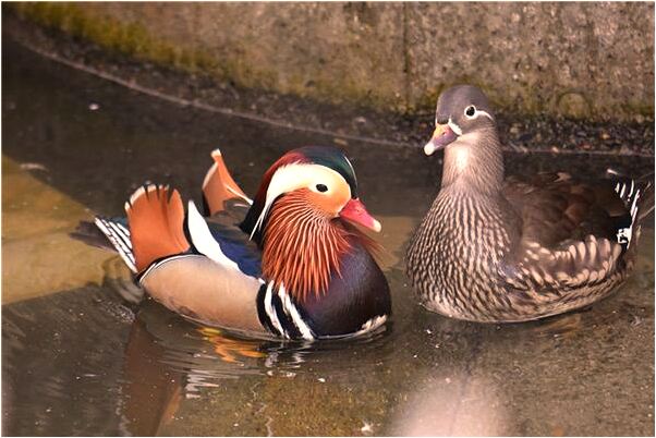 夢到送禮物同學給我是啥意思_周公解夢官網