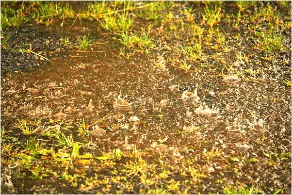 夢見被烏龜反腳抓傷啥意思_周公解夢官網