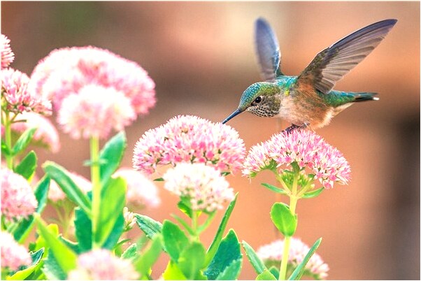 夢到了買了很甜的甜食有什麼寓意嗎_周公解夢官網