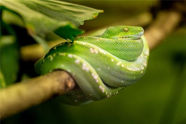 1977年是屬什麼屬相_十二生肖