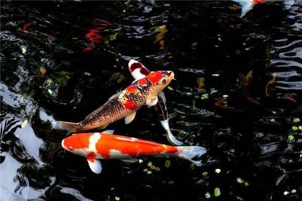 夢見紅色的魚_周公解夢