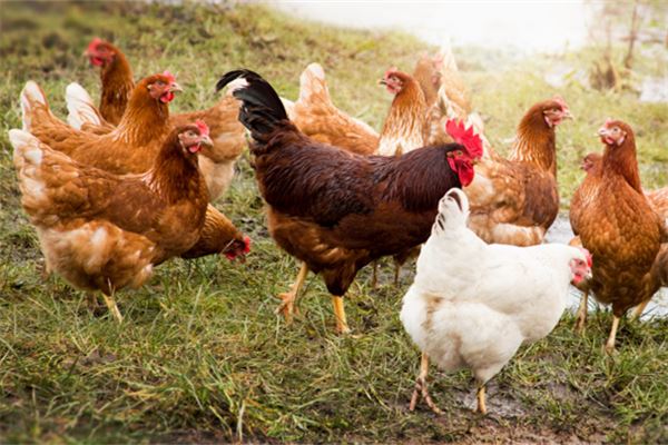 2005年屬雞2021運程_十二生肖