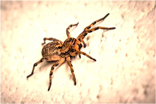 夢見有人像自己開槍是啥意思_周公解夢官網