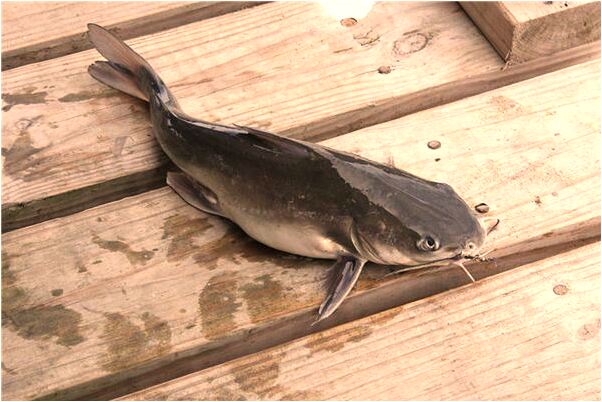 夢見女人送禮是什麼預兆_周公解夢官網