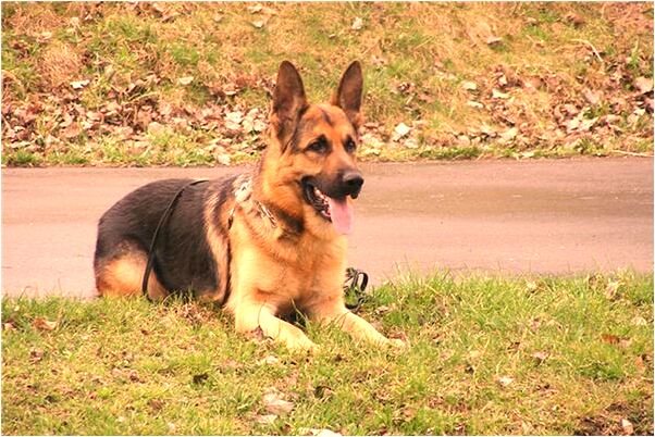 夢見賣煤碳是什麼徵兆_周公解夢官網