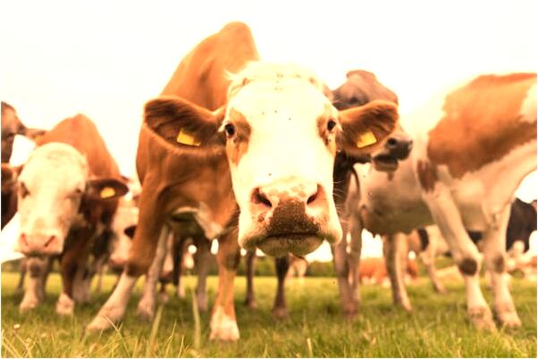 夢見在飯店吃飯和人家打架有什麼預示嗎_周公解夢官網