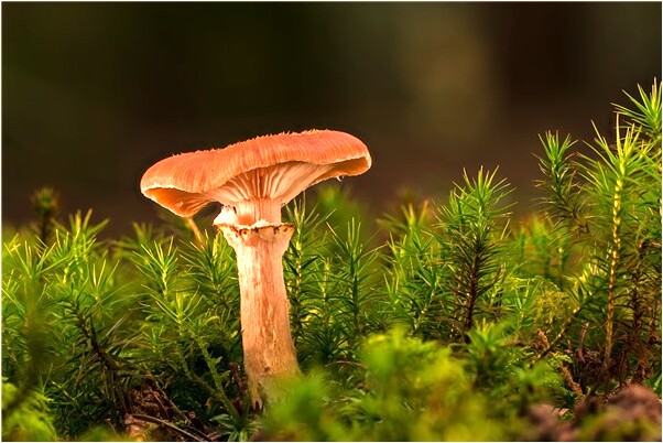 夢到我自己搞同性戀是凶兆還是吉兆_周公解夢官網