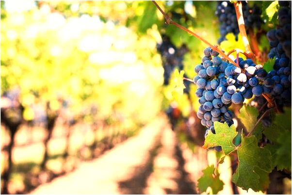 夢到了一條大紅魚是啥意思_周公解夢官網