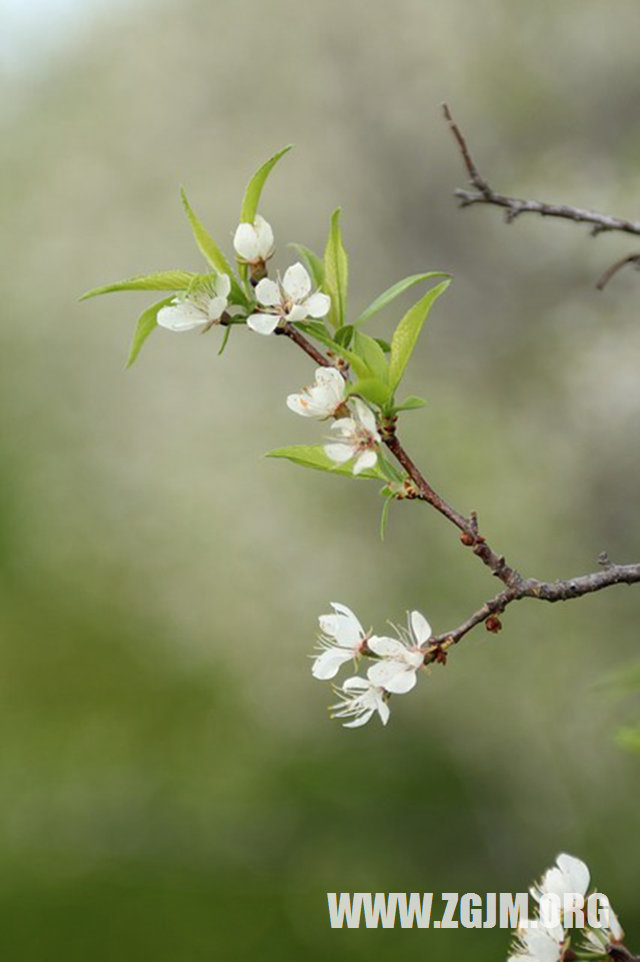 夢見前女友有男朋友了_周公解夢夢到前女友有男朋友了是什麼意思_做夢夢見前女友有男朋友了好不好_周公解夢官網