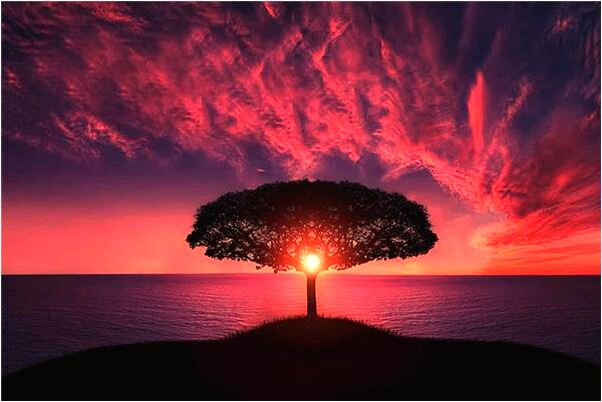 夢到捉到一隻王八是不是好的徵兆呢_周公解夢官網