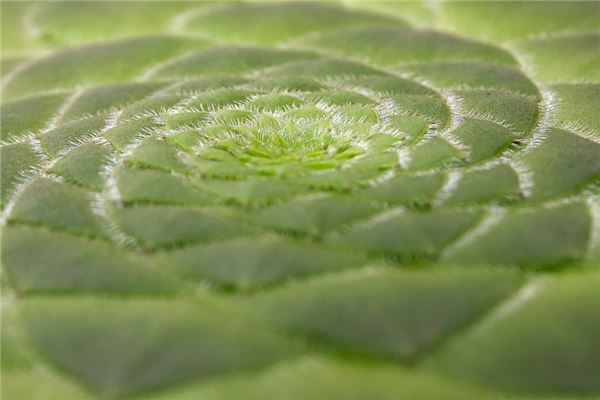 夢到油葵會有什麼預兆_周公解夢