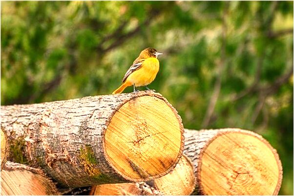夢見自己的房子是風水寶地意味著什麼_周公解夢官網