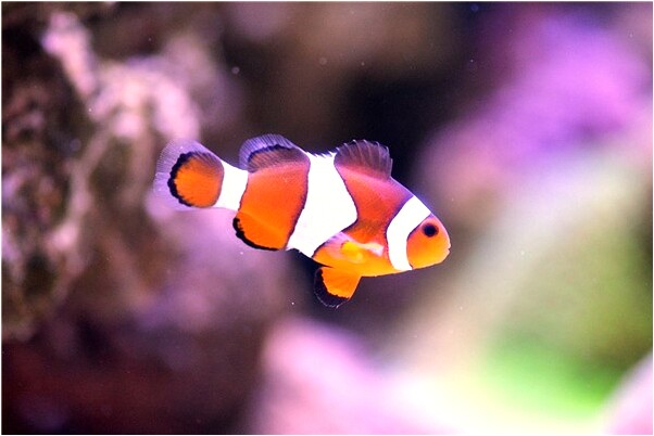 夢到弘揚佛法是凶兆還是吉兆_周公解夢官網