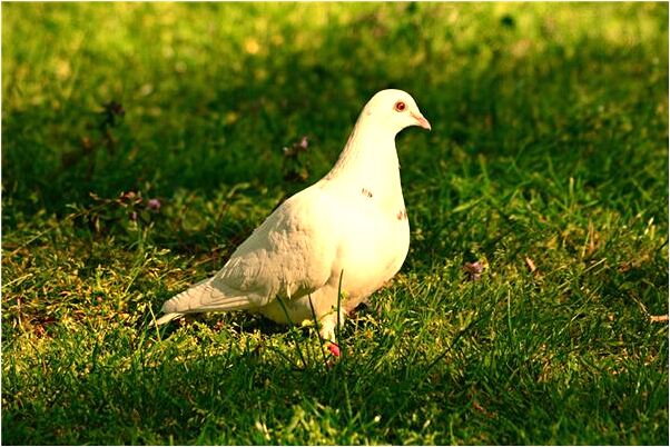 夢到自己光子身子代表著什麼_周公解夢官網