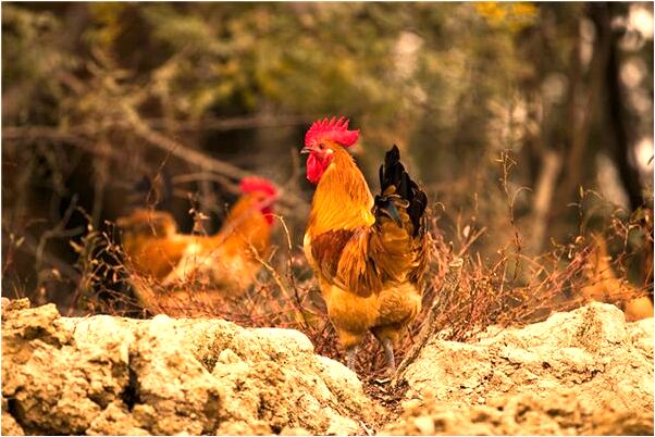 夢見手腳有屎是咋回事是凶兆還是吉兆_周公解夢官網