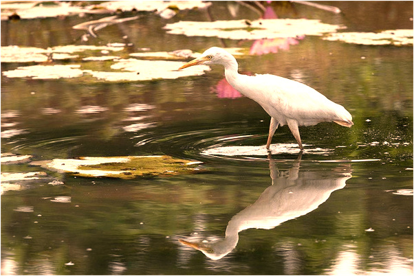 夢到合歡花飄落有什麼寓意嗎？_周公解夢官網