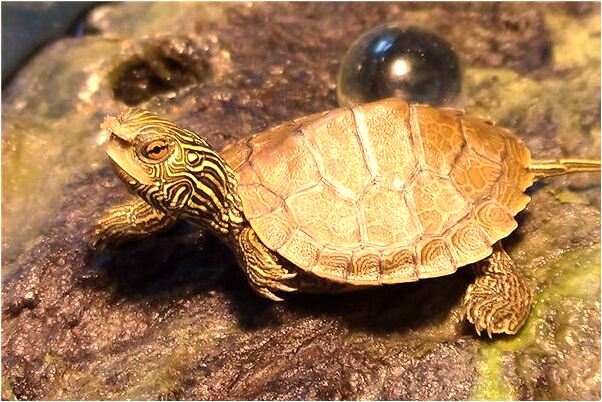 夢見掃帚掃院子是什麼意思_周公解夢官網