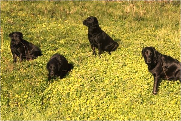 夢見飯鍋丟了是啥意思_周公解夢官網