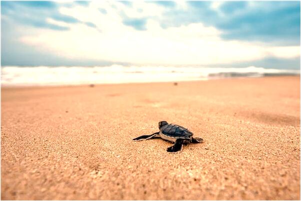 夢到了男人玩弄小蟒蛇是什麼意思？_周公解夢官網
