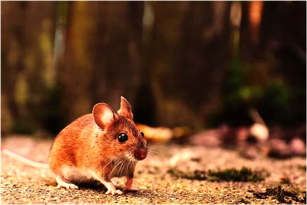 夢見夜裡什麼都看不見預示著什麼_周公解夢官網