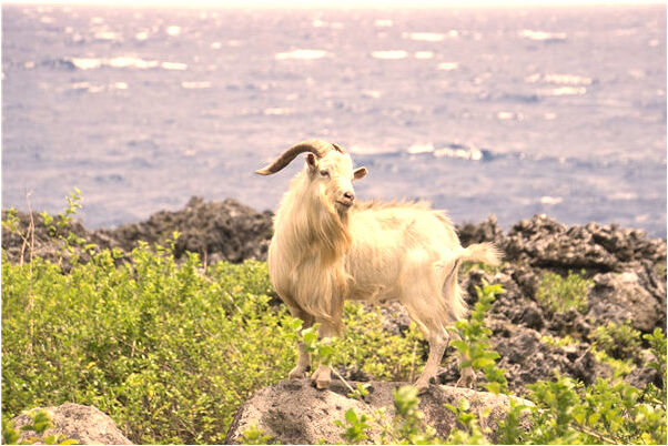 夢見一個人在吹笙是啥意思_周公解夢官網
