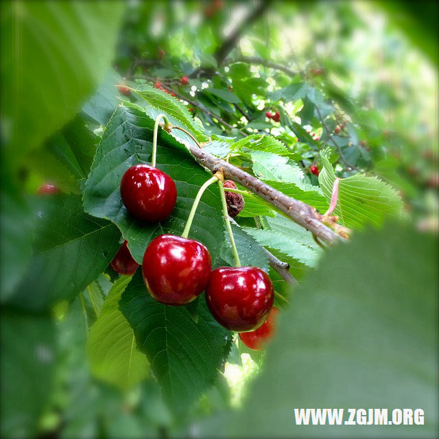 夢見大姑姐_周公解夢夢到大姑姐是什麼意思_做夢夢見大姑姐好不好_周公解夢官網