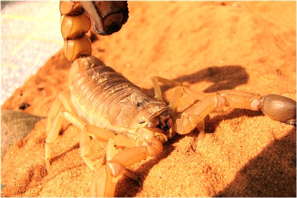 夢到了與人和好意味什麼_周公解夢官網