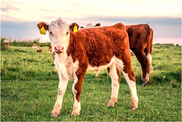 夢見爺爺棺材被挖另藏會是什麼預兆_周公解夢官網