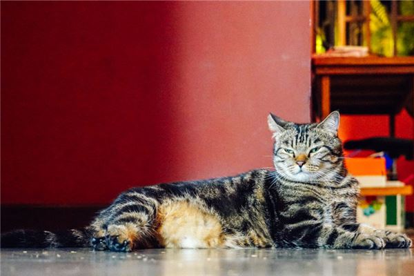 夢見貓拉屎_周公解夢