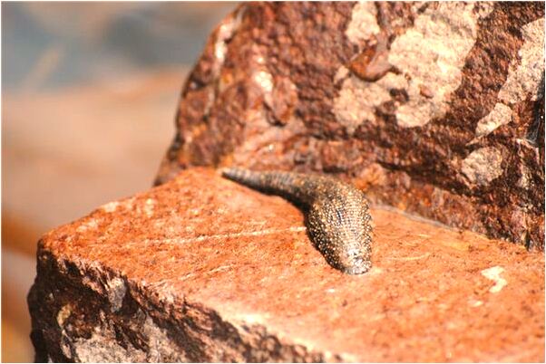 夢到奶奶操辦孫子的喪失代表著什麼？_周公解夢官網