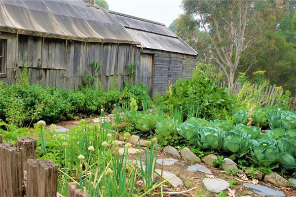 夢見拔菜是什麼意思_周公解夢