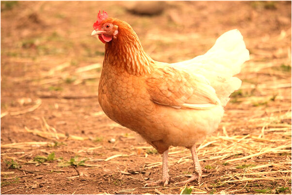 夢見三隻鳥死了一隻是什麼兆頭_周公解夢官網