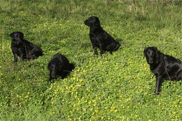 夢見一群狗_周公解夢