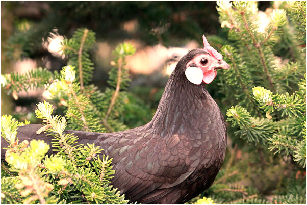 夢到了房屋被火燒光意味什麼_周公解夢官網