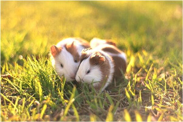 夢到蜥蜴被恐龍吃下是什麼意思_周公解夢官網