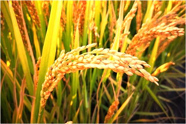 夢見同事給我修車和龍頭棺材怎么說_周公解夢官網