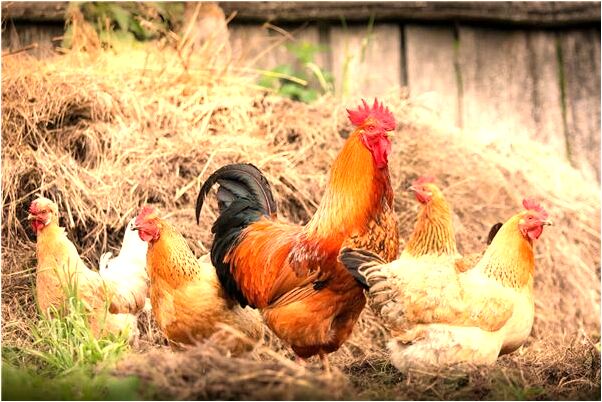 夢到了自己一家坐小飛機回家會有什麼預兆_周公解夢官網