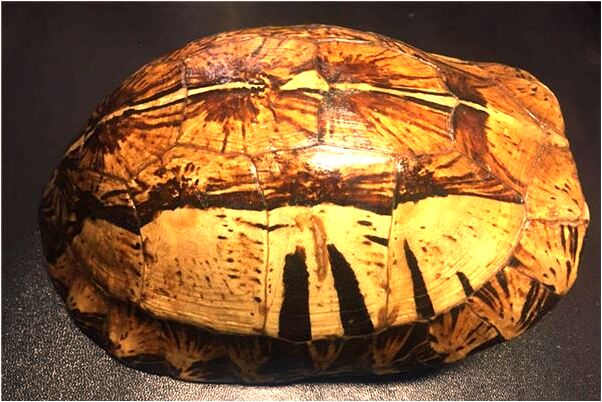 夢見懷孕期間吃櫻桃意味著什麼_周公解夢官網