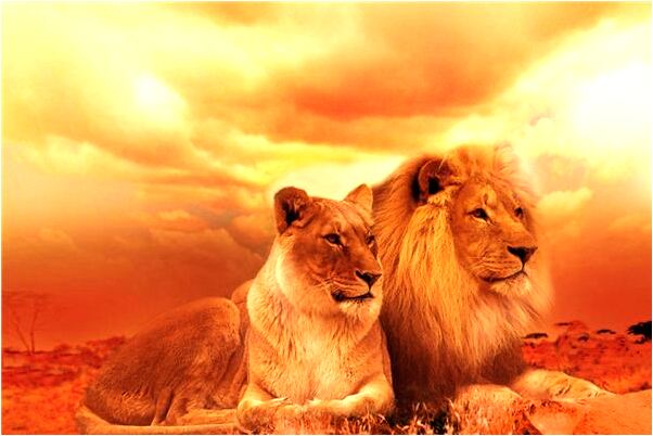 夢見朋友飯店被燒是什麼預兆_周公解夢官網