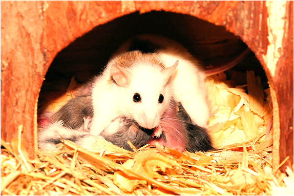 夢到了長舌朋友預示著什麼_周公解夢官網