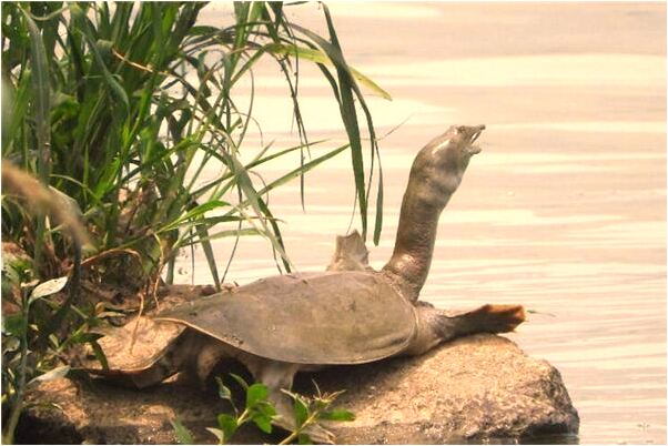 夢到媳婦跳井有什麼寓意嗎？_周公解夢官網