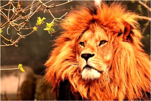 夢見好多鬍子什麼寓意_周公解夢官網