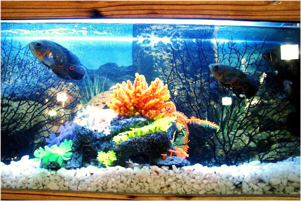 夢到別人想殺自己的預兆_周公解夢官網