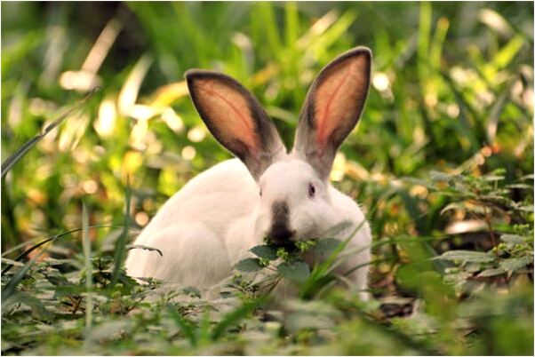 夢到了路邊的爛鞋代表著什麼？_周公解夢官網