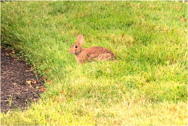 夢到已故的人要吃朱古力預示了什麼_周公解夢官網